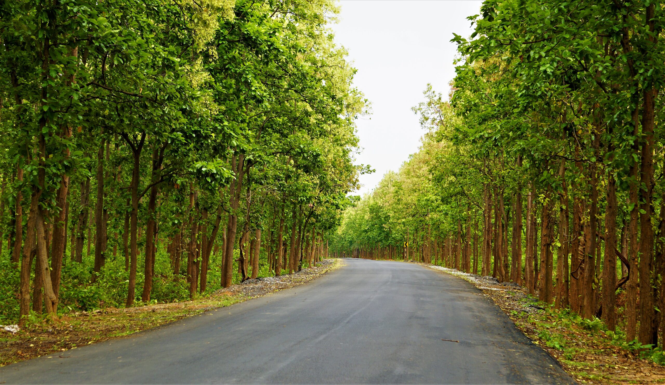 Chikan sadak
